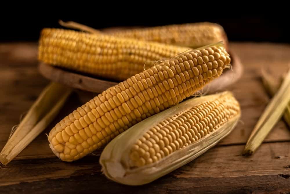 Corn (Zea mays)