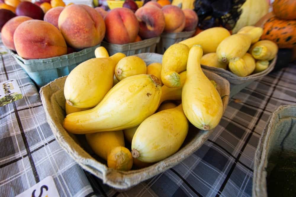 Crookneck Squash