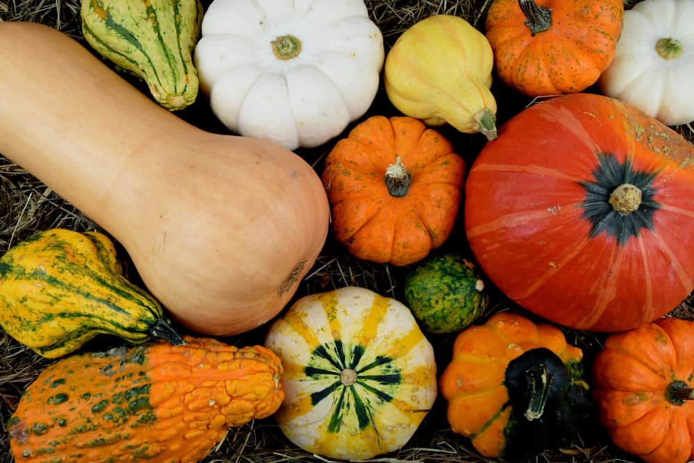 Different types of Pumkins 