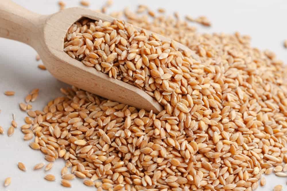 Einkorn (Triticum monococcum)