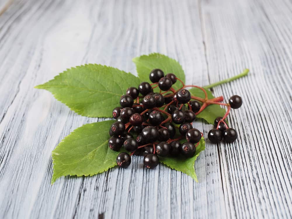 Elderberry