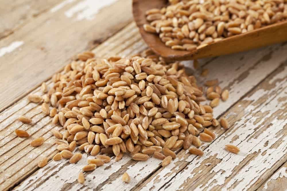 Farro (Triticum turgidum dicoccum)