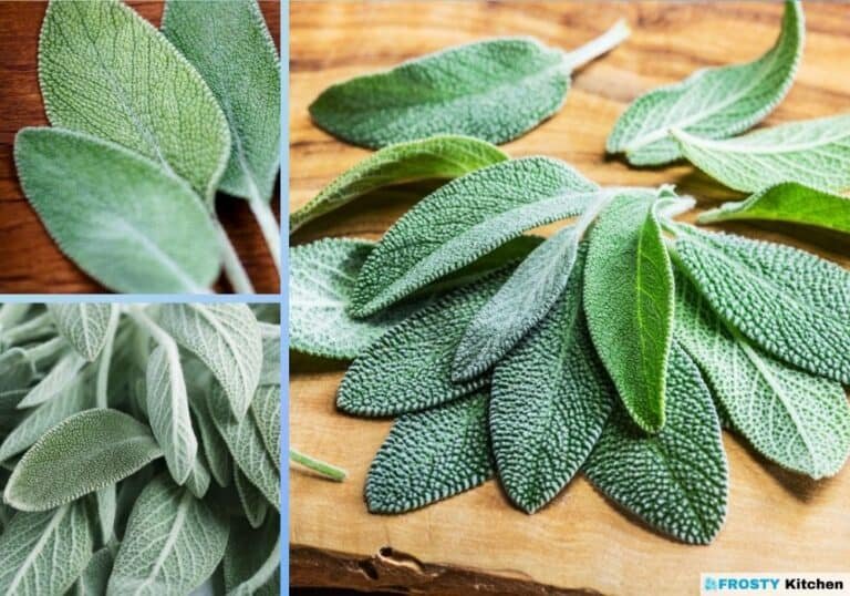 FrostSealing the Aromatic Sage Leaves in Cold Storage