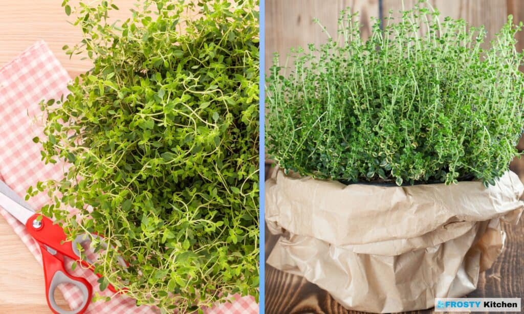 Your Comprehensive Guide to Freezing Lemon Thyme