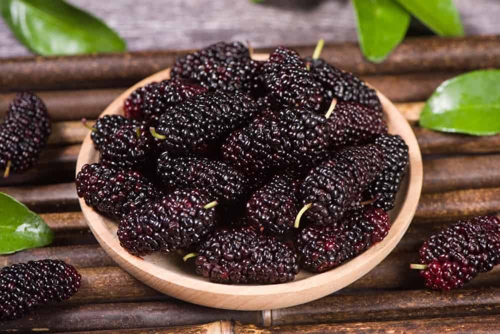 Mulberry