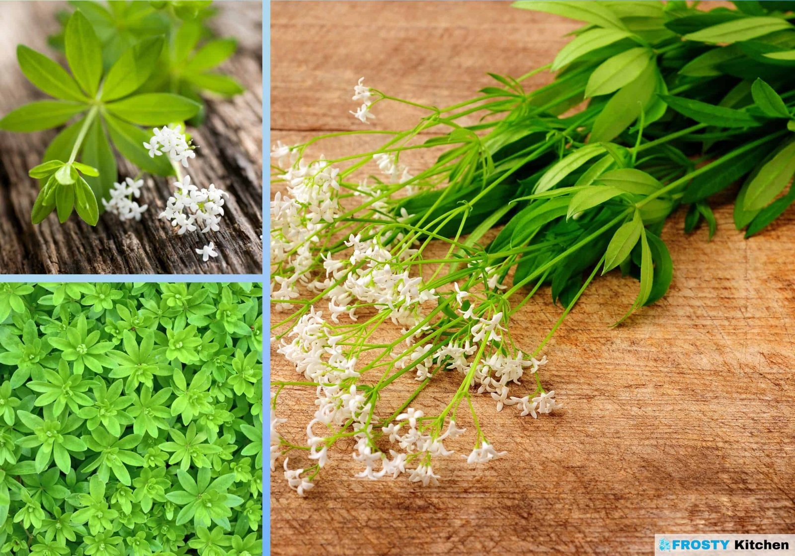 Preserving the Sweet Herb A Detailed Guide to Freezing Woodruff