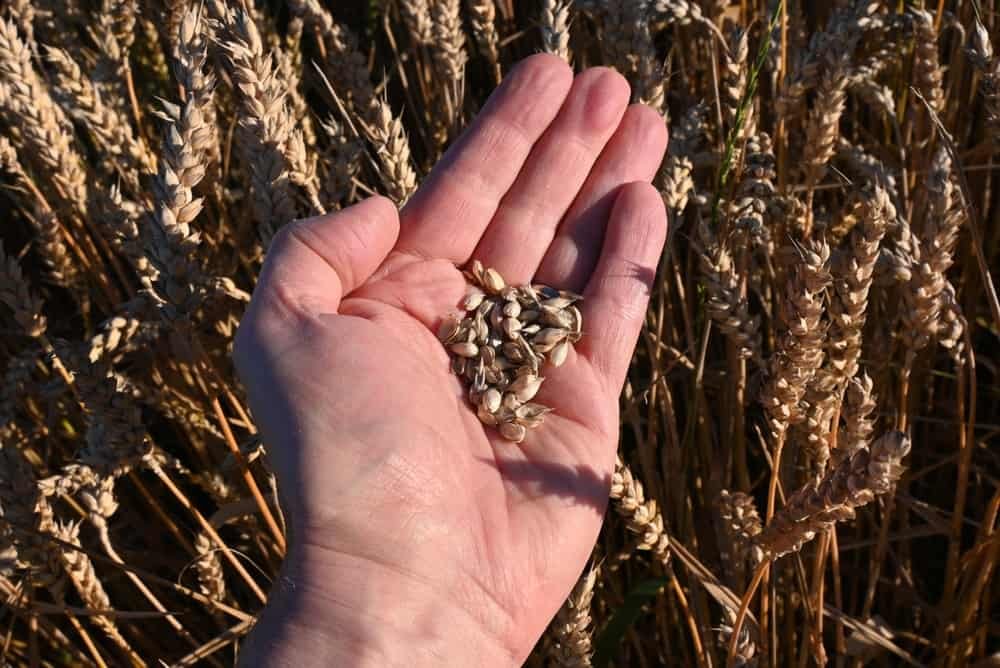 Wheat (Triticum)