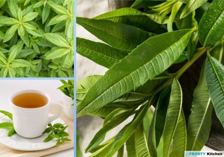 Zesty Preservation Expert Guide to Freezing Lemon Verbena